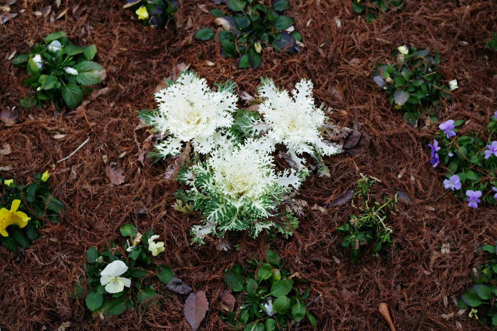 Front-yard flower bed mulched in dark hardwood with a clean edge against the turf.